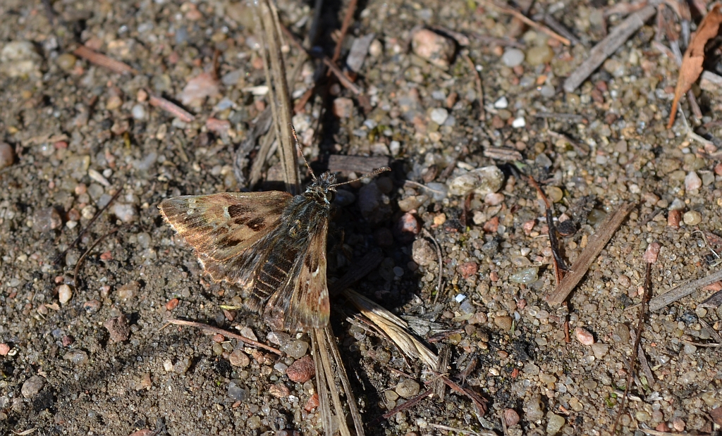 Warcabnik ślazowiec ( Carcharodus alceae)