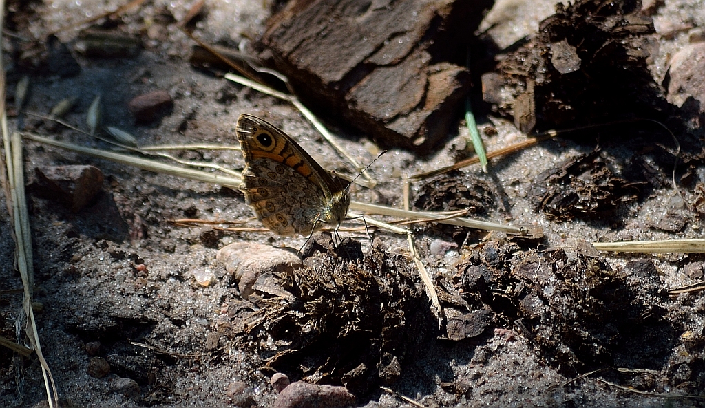 Osadnik megera (Lasiommata megera)