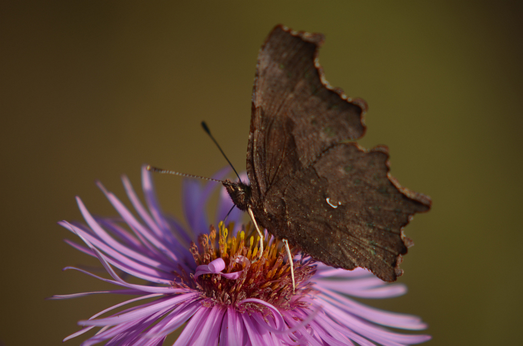 Rusałka ceik (Polygonia c-album)