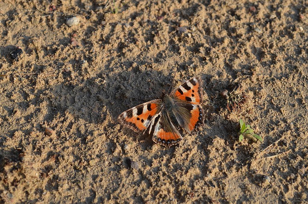 Rusałka pokrzywnik (Algais urticae)