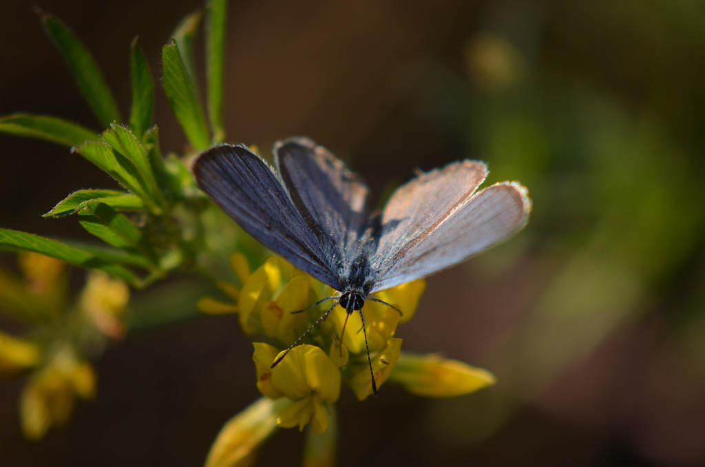 Modraszek argiades (Cupido argiades)