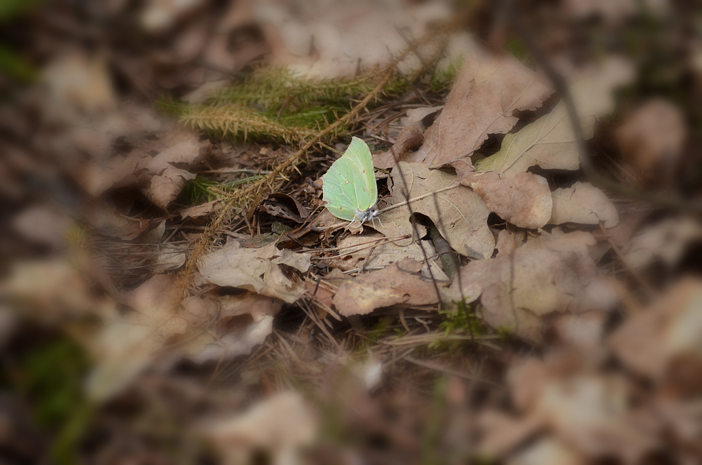 Latolistek cytrynek, listkowiec cytrynek (Gonepteryx rhamni)