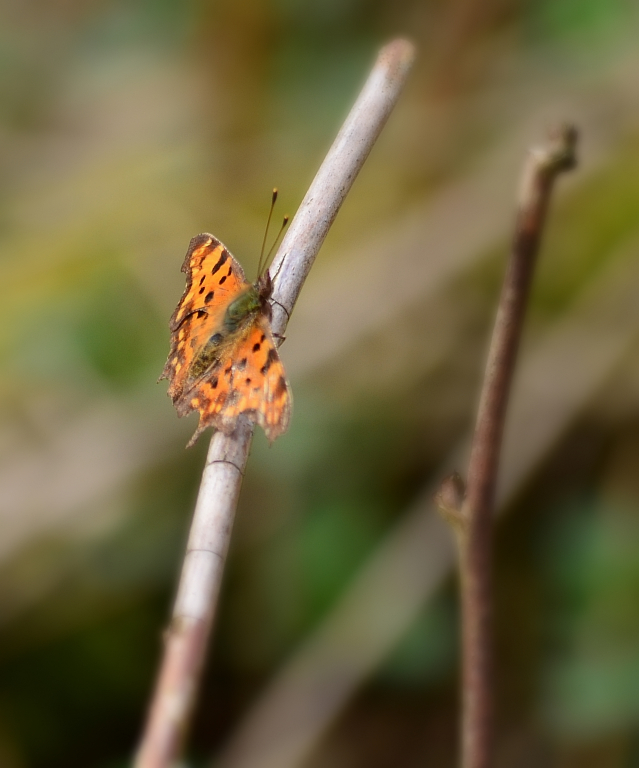 Rusałka ceik (Polygonia c-album)