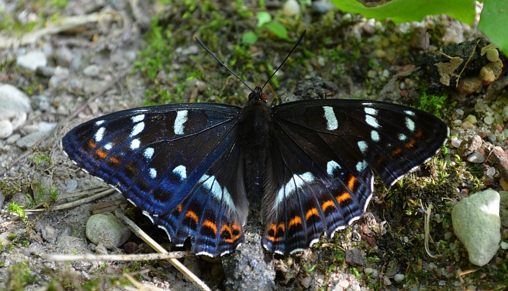 Pokłonnik osinowiec (Limenitis populi)
