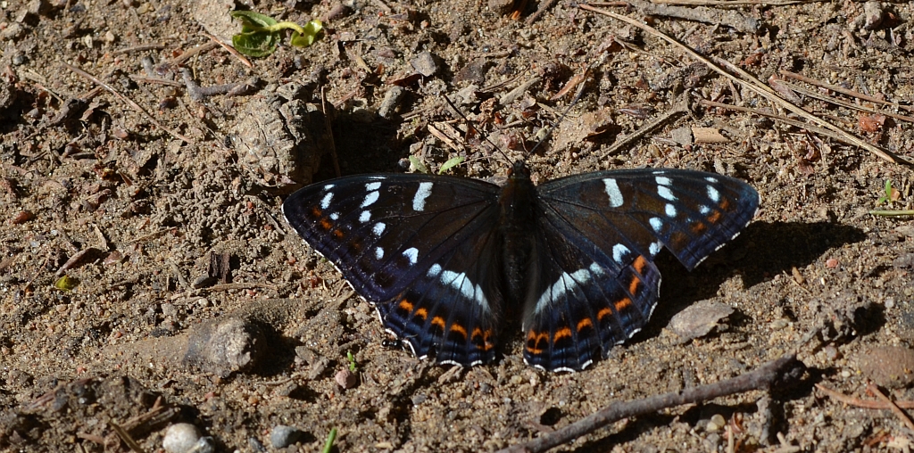 Pokłonnik osinowiec (Limenitis populi)