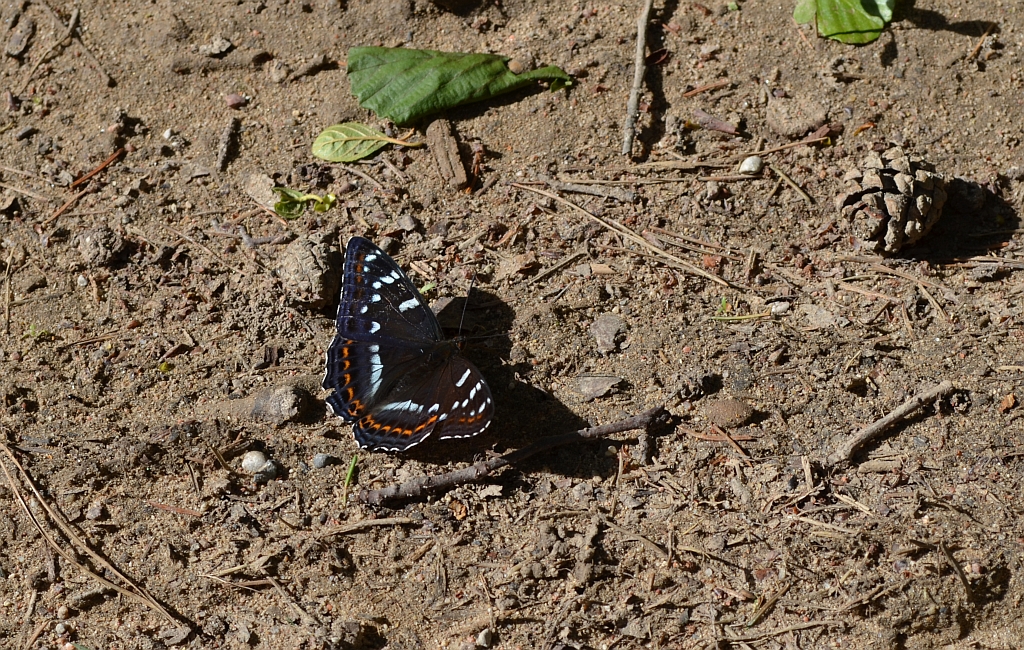 Pokłonnik osinowiec (Limenitis populi)