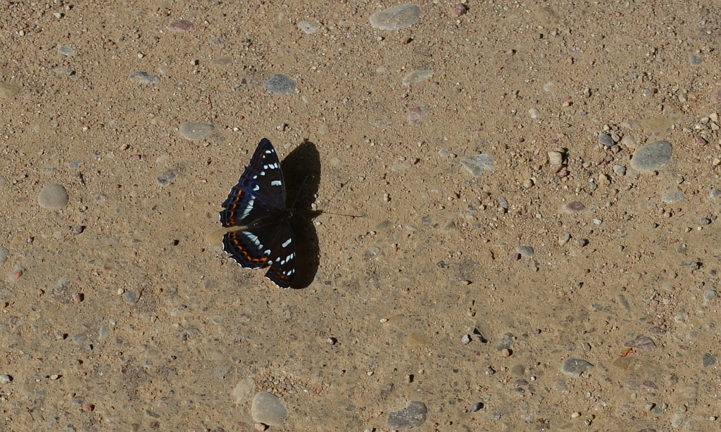 Pokłonnik osinowiec (Limenitis populi)