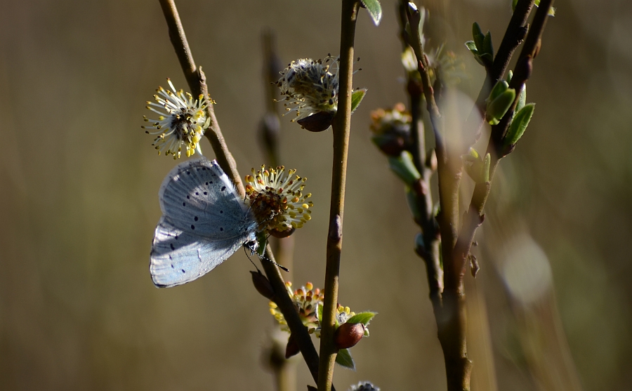 Modraszek wieszczek (Celastrina argiolus)