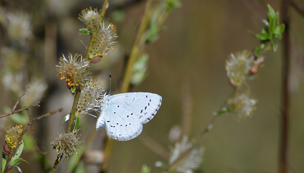 Modraszek wieszczek (Celastrina argiolus)