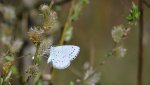 Modraszek wieszczek (Celastrina argiolus)