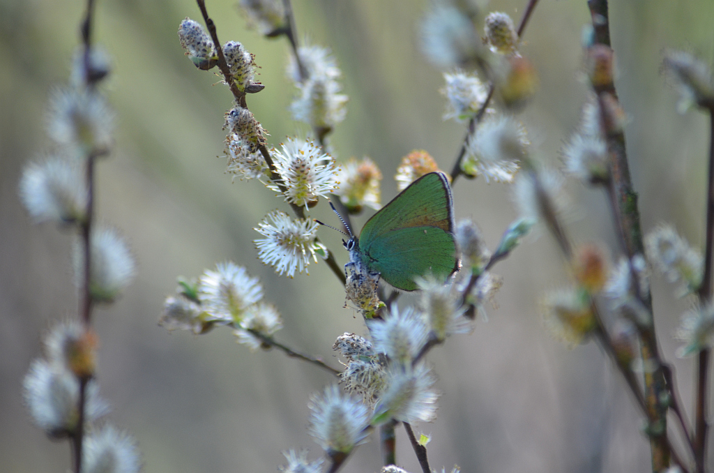 Zieleńczyk ostrężyniec (Callophrys rubi)