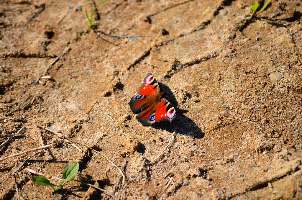 Rusałka pawik (Inachis io)