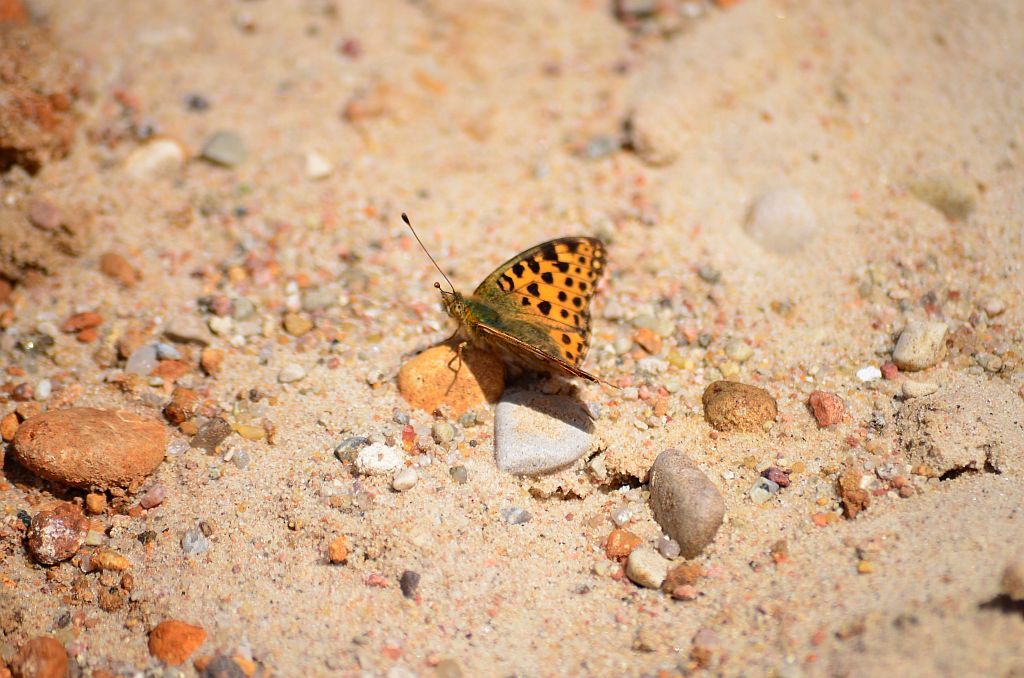 Dostojka latonia, perłowiec mniejszy (Issoria lathonia)