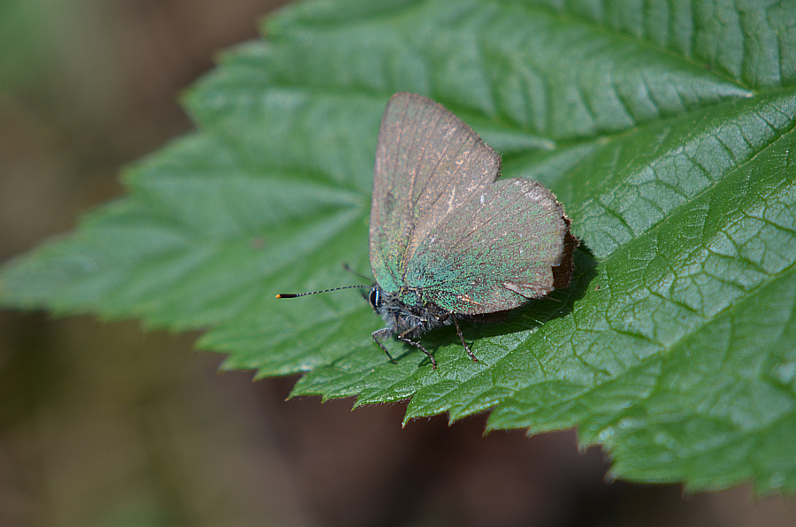 Zieleńczyk ostrężyniec (Callophrys rubi)