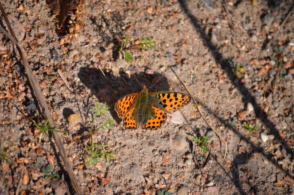 Dostojka latonia, perłowiec mniejszy (Issoria lathonia)