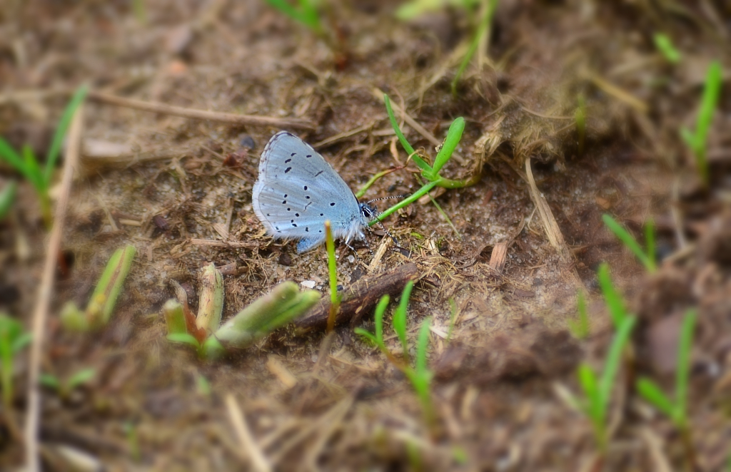 Modraszek wieszczek (Celastrina argiolus)