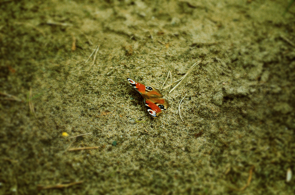 Rusałka pawik (Inachis io)