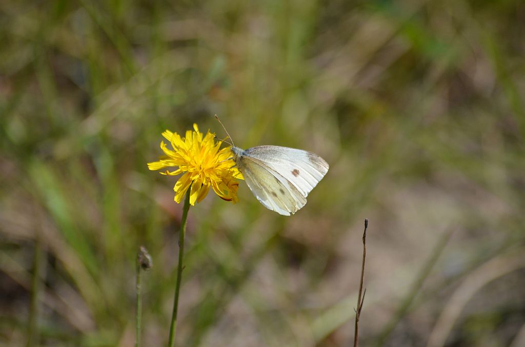 Bielinek rzepnik (Pieris rapae)
