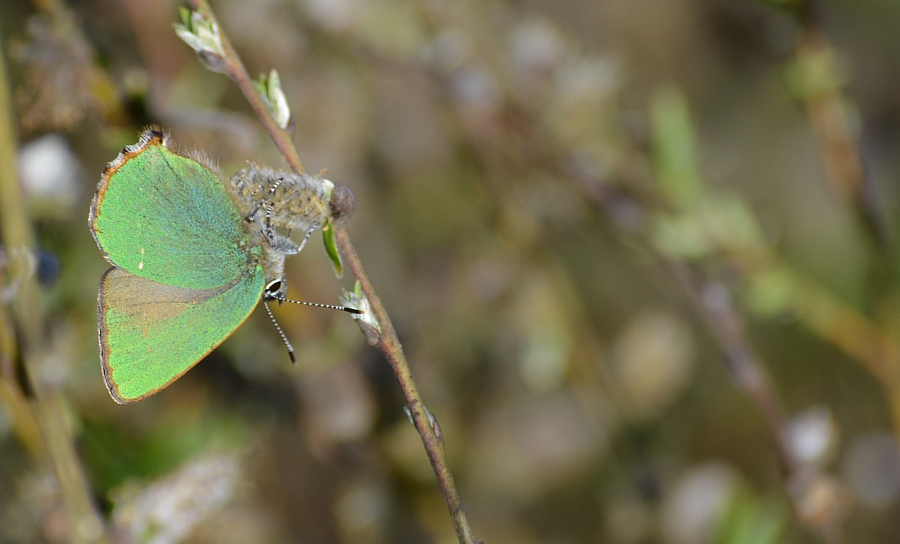 Zieleńczyk ostrężyniec (Callophrys rubi)