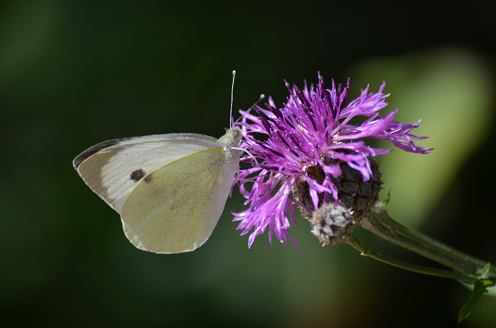 Bielinek kapustnik (Pieris brassicae)