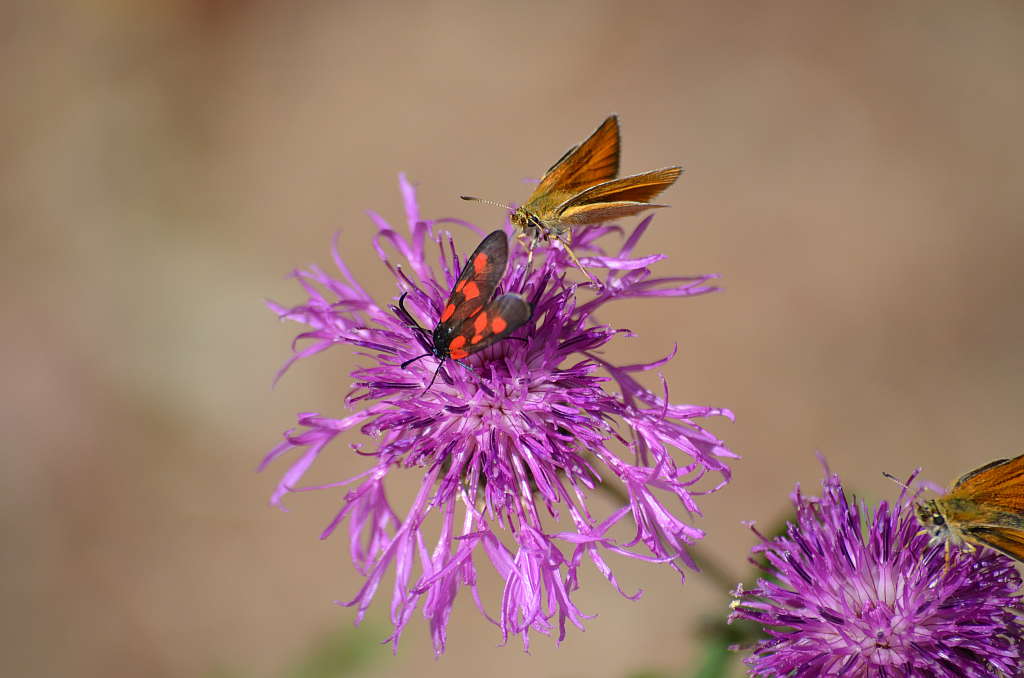 Karłątek ceglasty (Thymelicus sylvestris)