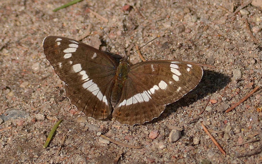 Pokłonnik kamilla, pokłonnik wróż (Limenitis camilla)