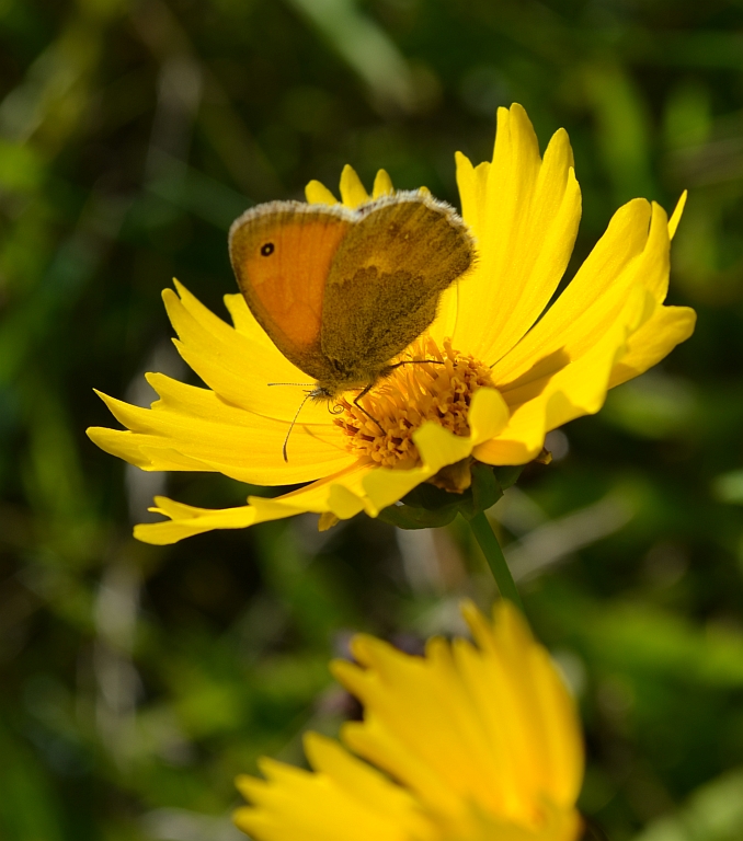 Strzępotek ruczajnik (Coenonympha pamphilus)