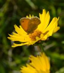 Strzępotek ruczajnik (Coenonympha pamphilus)
