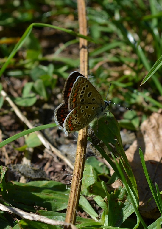 Modraszek adonis (Lysandra bellargus, Polyommatus bellargus)