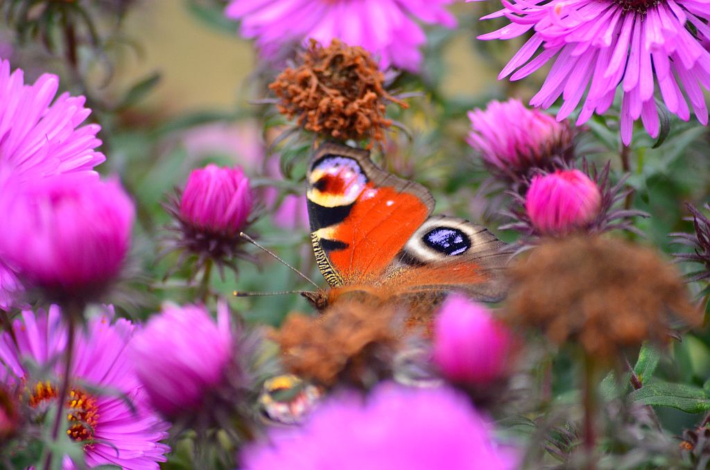 Rusałka pawik (Inachis io)