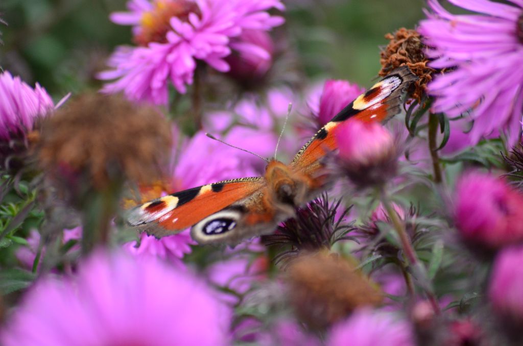 Rusałka pawik (Inachis io)