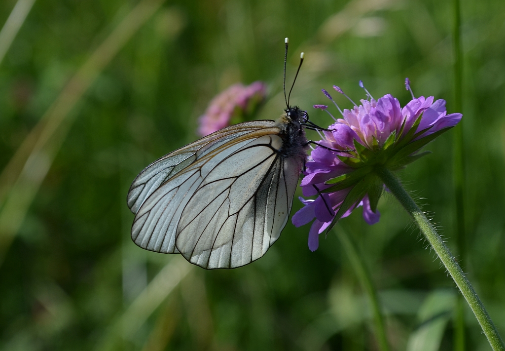 Niestrzęp głogowiec (Aporia crataegi)