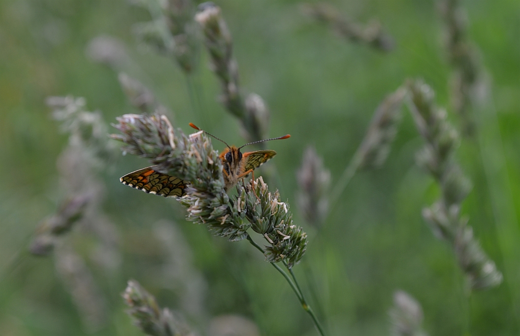 Przeplatka britomartis (Melitaea britomartis)