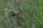 Przeplatka britomartis (Melitaea britomartis)