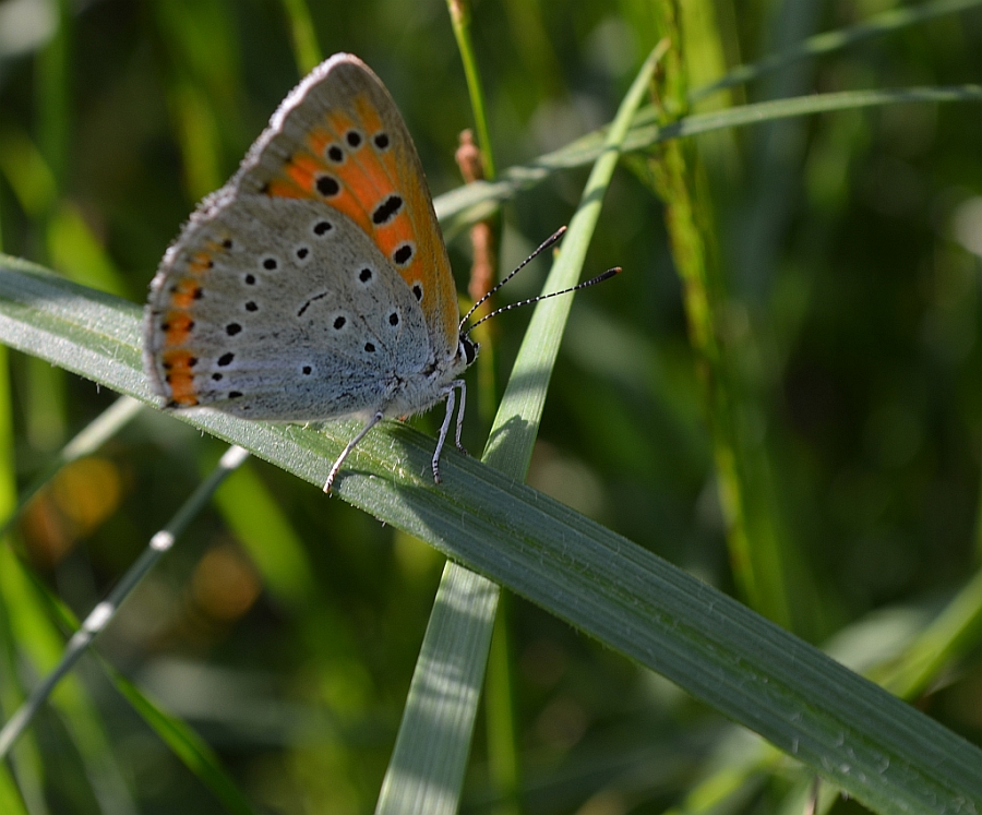 Czerwończyk nieparek (Lycaena dispar)