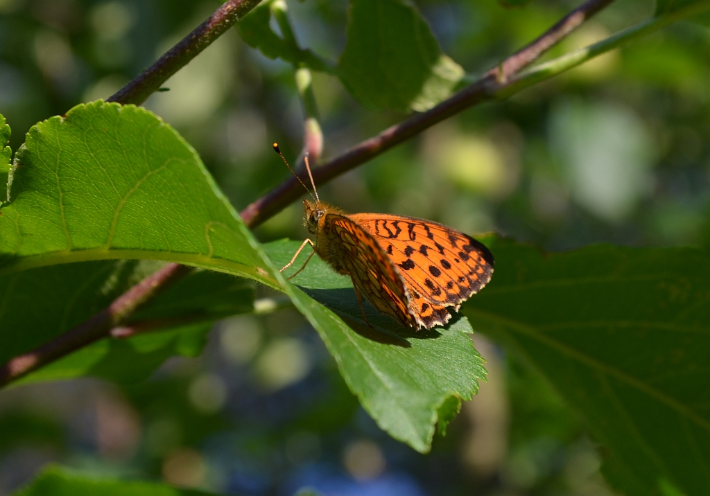 Dostojka adype, perłowiec adype (Argynnis adippe)