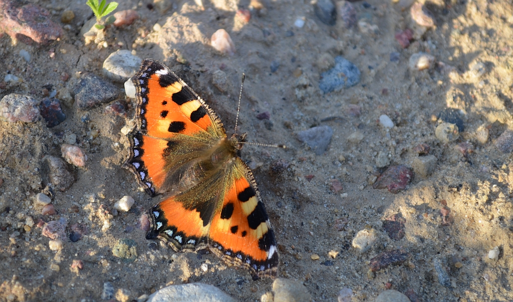 Rusałka pokrzywnik (Aglais urticae)