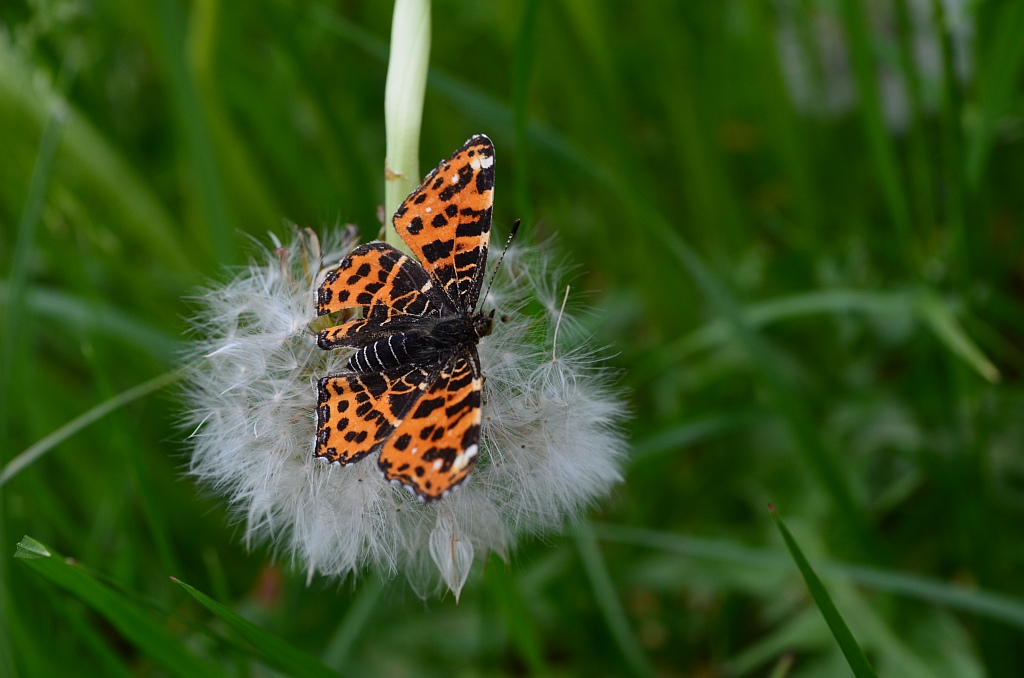 Rusałka kratkowiec (Araschnia levana)