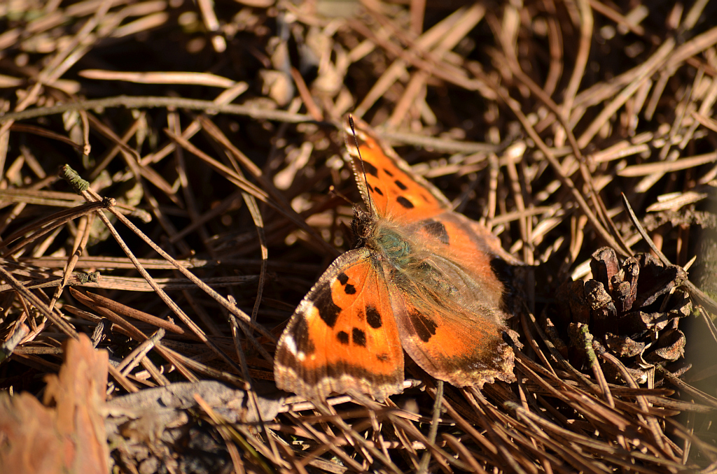 Rusałka drzewoszek (Nymphalis xanthomelas)