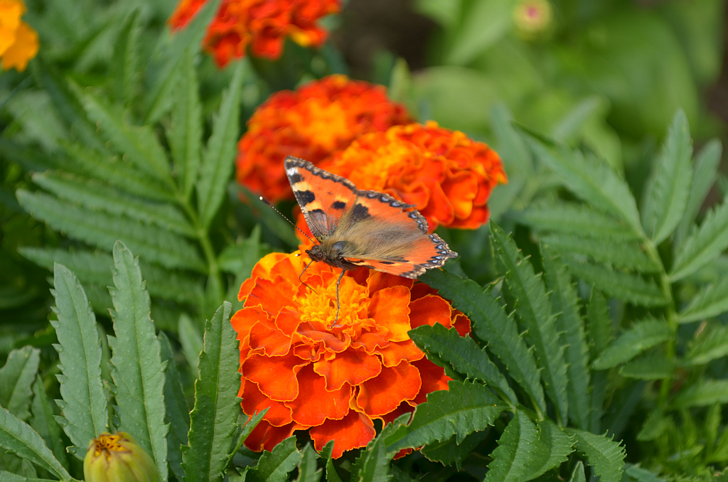 Rusałka pokrzywnik (Aglais urticae)