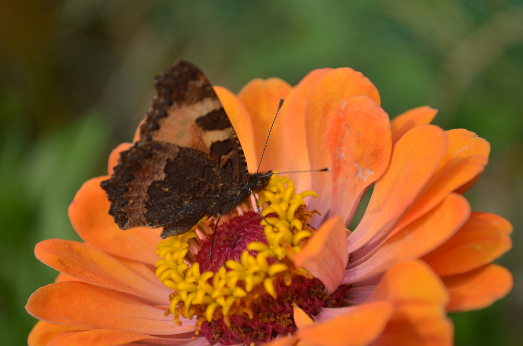 Rusałka pokrzywnik (Aglais urticae)