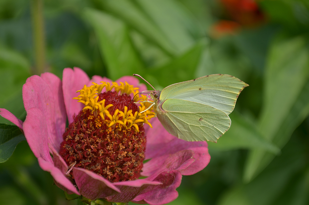 Latolistek cytrynek, listkowiec cytrynek (Gonepteryx rhamni)