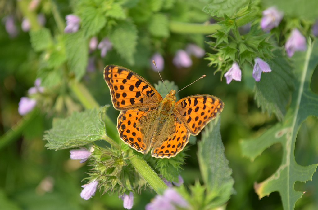 Dostojka latonia (Issoria lathonia)