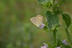 Modraszek ikar, mnogooczak ikar (Polyommatus icarus)