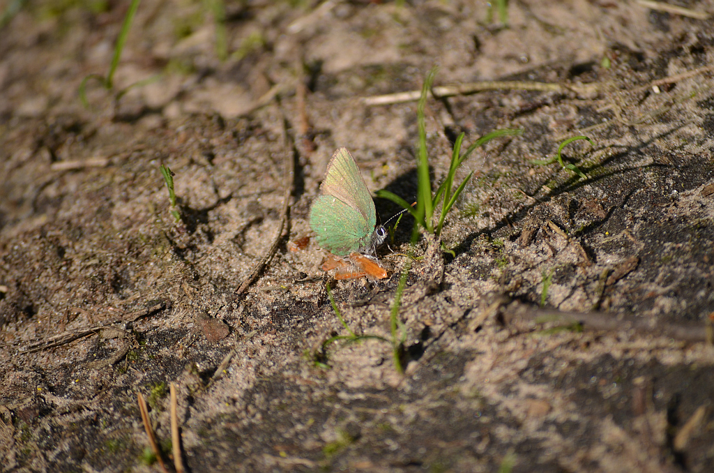 Zieleńczyk ostrężyniec (Callophrys rubi)