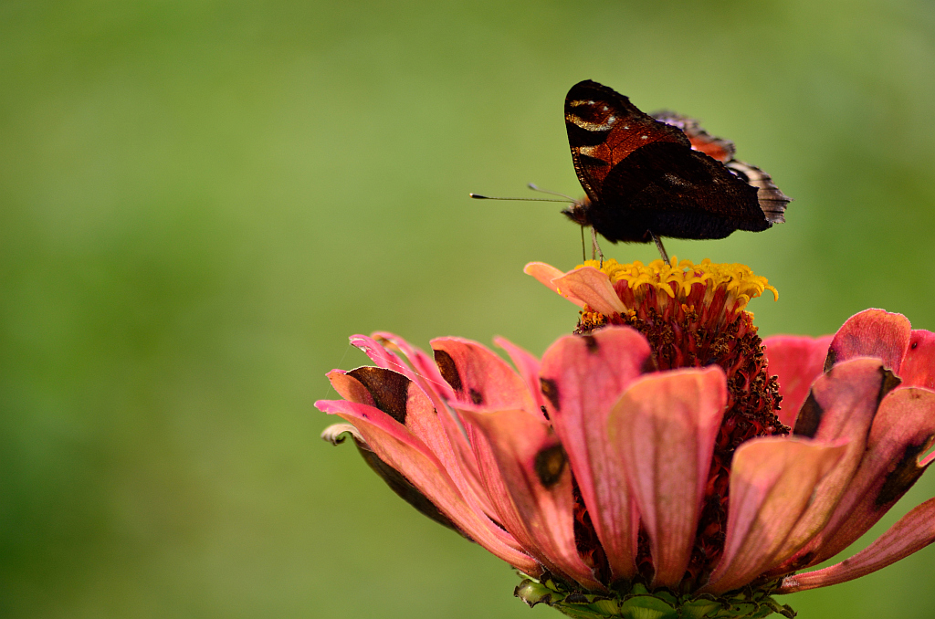 Rusałka pawik (Inachis io)