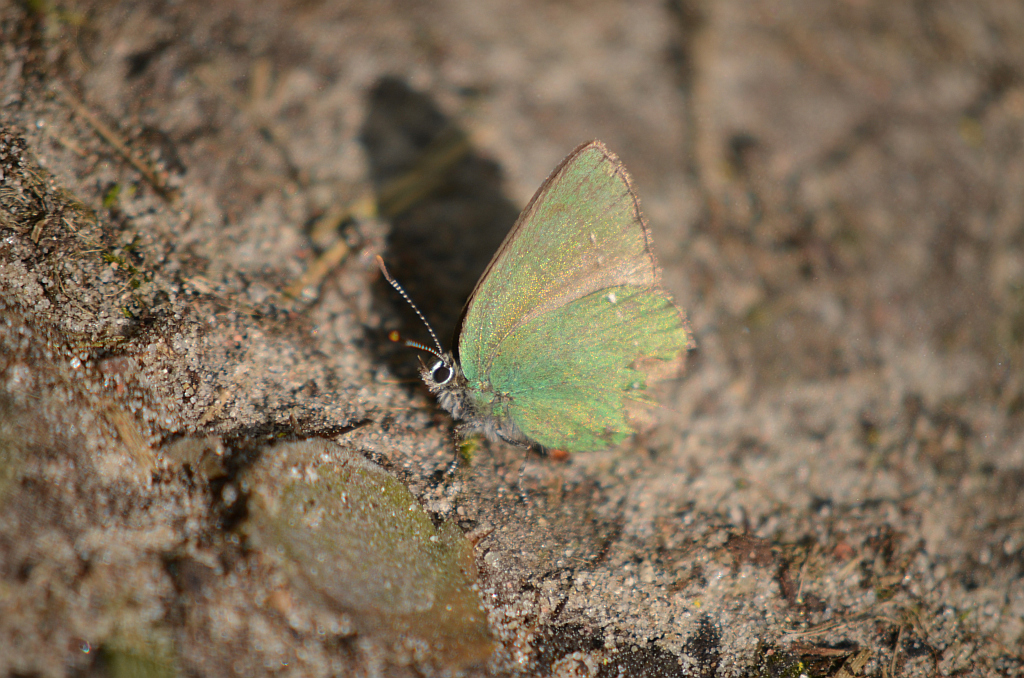 Zieleńczyk ostrężyniec (Callophrys rubi)