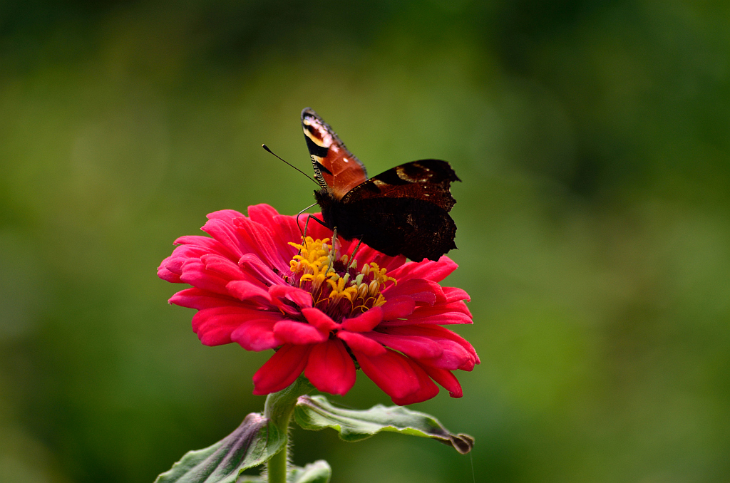 Rusałka pawik (Inachis io)