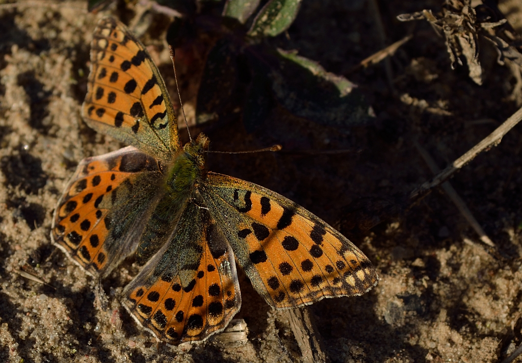 Dostojka latonia (Issoria lathonia)
