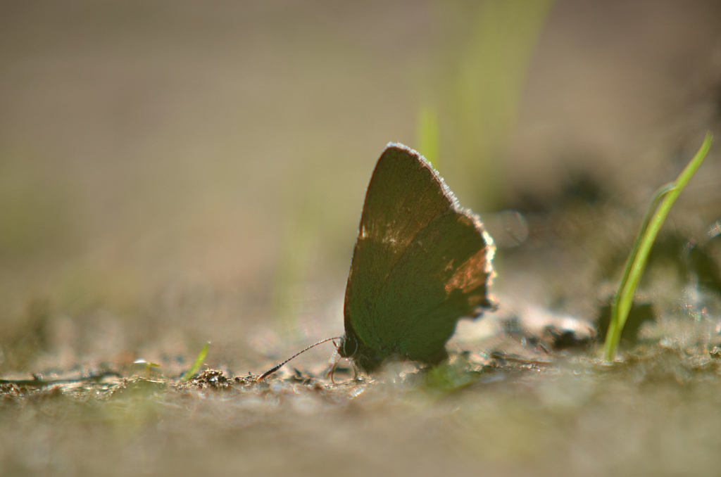 Zieleńczyk ostrężyniec (Callophrys rubi)